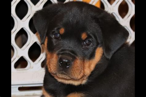 rottweiler puppies alabama|free rottweiler puppies in alabama.